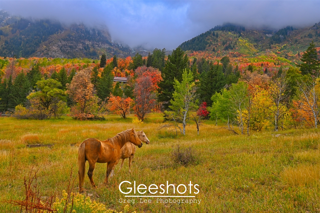Horses with Fall Foliage, Fog, and Mt Timpanogos, Utah