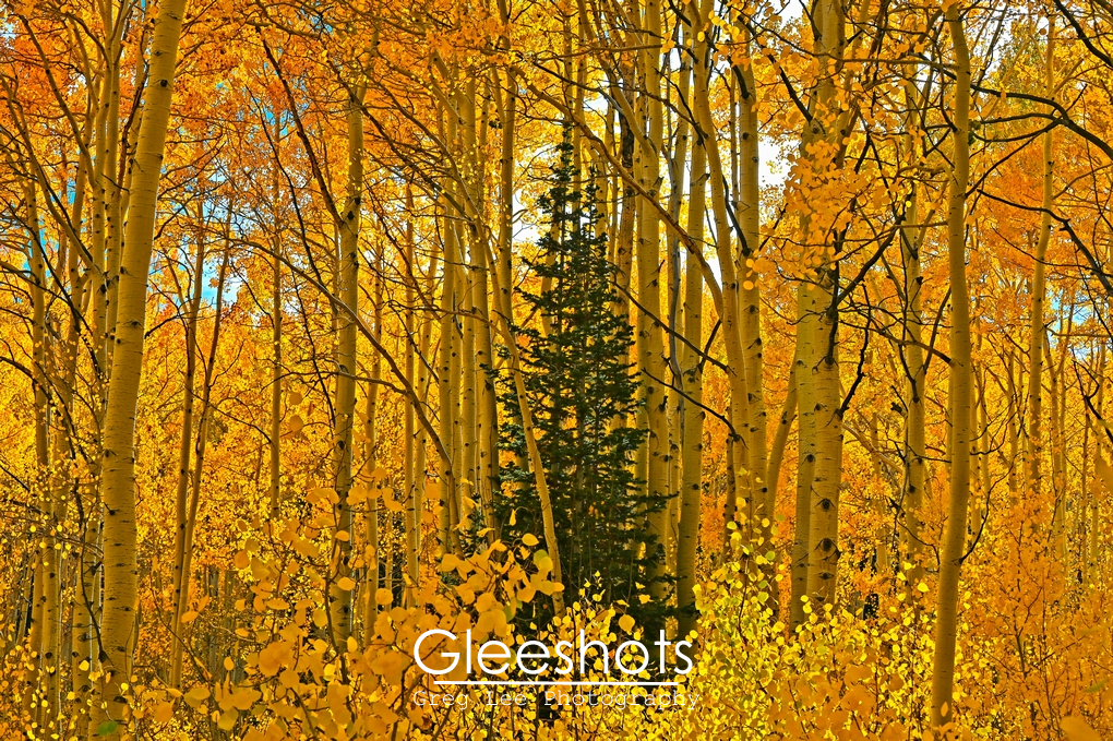 Lone Evergreen and Yellow Aspen Trees, Autumn Forest Scene