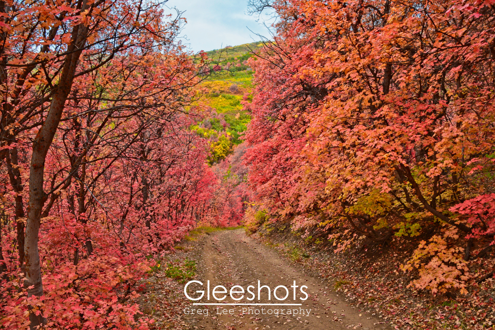 Trail of Pink Maples, Wasatch Mountain Fall Foliage, Utah