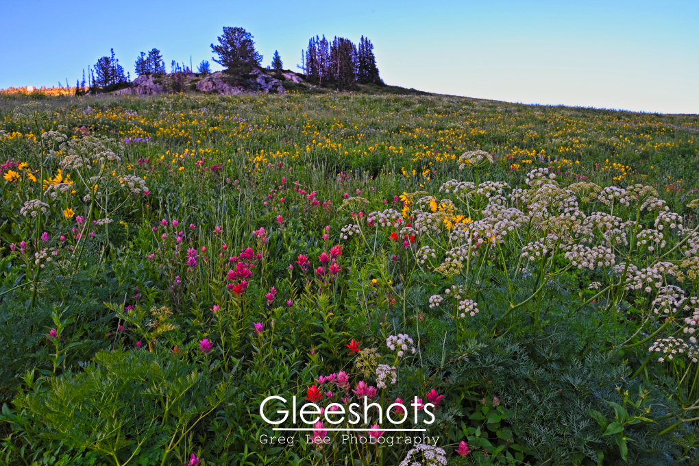 Albion Basin Wildflowers, Queen Annes Lace, Indian Paintbrush, Utah