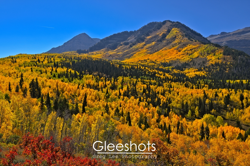 Utah Mountains Golden Aspen Panorama, Yellow Aspen Fall Colors, Alpine Loop
