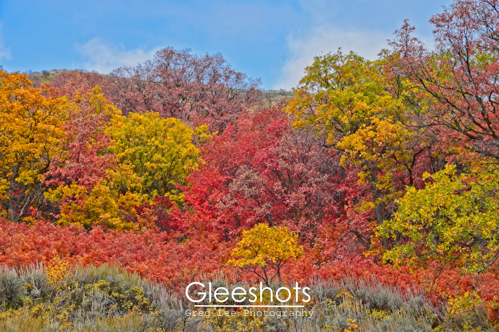 Wasatch Mountain State Park, Colorful Autumn Hillside, Utah